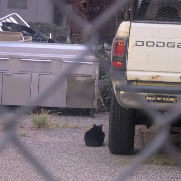 Black cat sitting on gravel beside a white Dodge pickup, seen through a chain-link fence